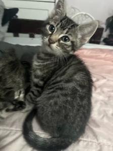 boy kittens - Photo 3