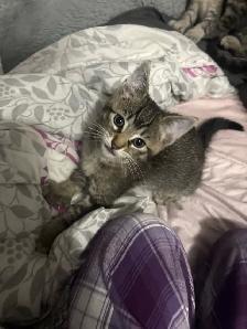 boy kittens - Photo 4