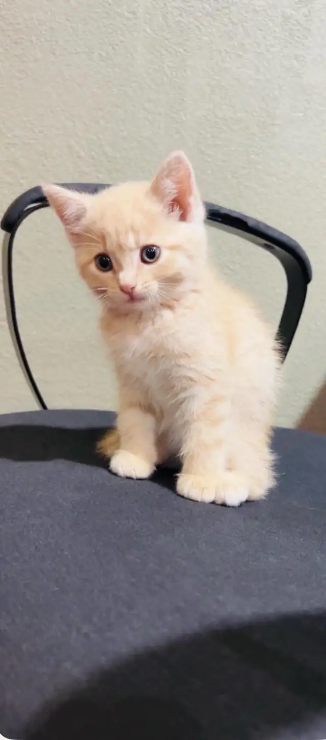 beautiful baby kittens