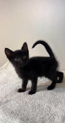 beautiful baby kittens - Photo 2