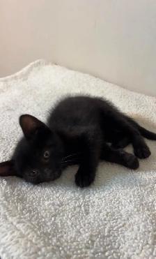 beautiful baby kittens - Photo 3