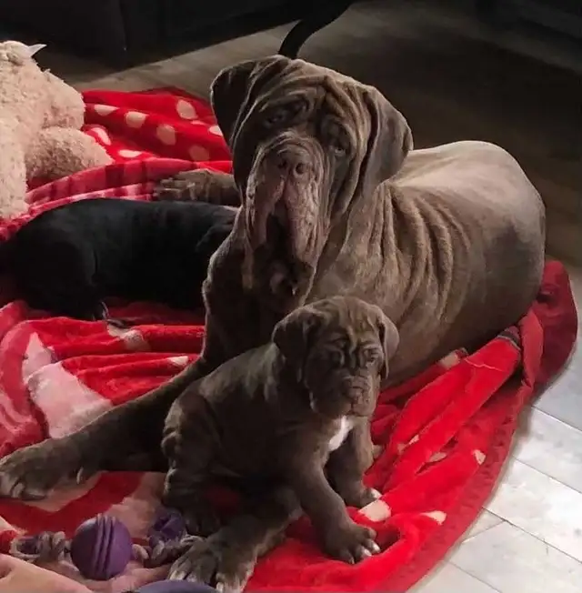 Neapolitan pups for sale