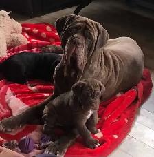Neapolitan pups for sale