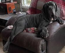 Neapolitan pups for sale - Photo 2