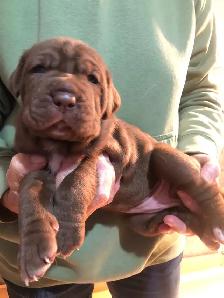 Neapolitan pups for sale - Photo 3