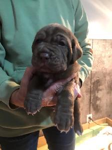 Neapolitan pups for sale - Photo 4