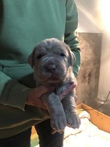 Neapolitan pups for sale - Photo 5