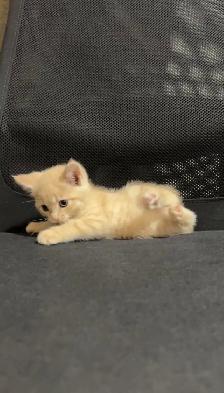 beautiful baby for sale - Photo 3