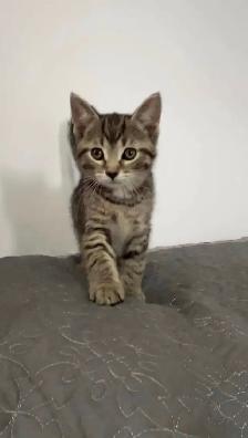 beautiful baby for sale - Photo 4