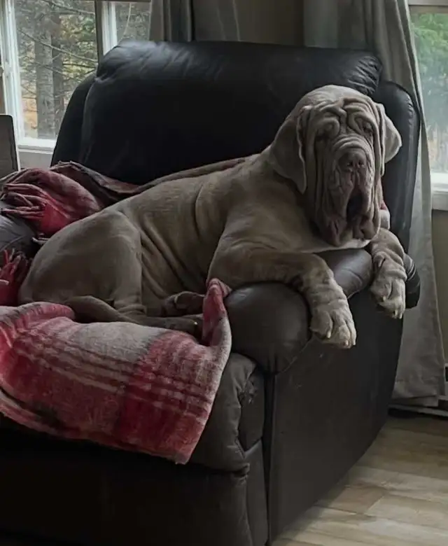 Neapolitan mastiff puppies for sale