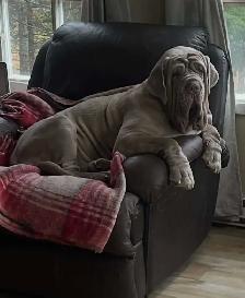 Neapolitan mastiff puppies for sale