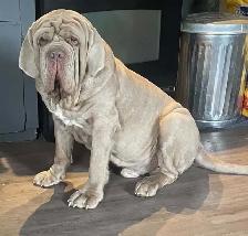 Neapolitan mastiff puppies for sale - Photo 2