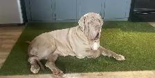 Neapolitan mastiff puppies for sale - Photo 3
