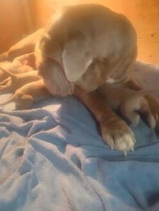Neapolitan mastiff puppies for sale - Photo 4
