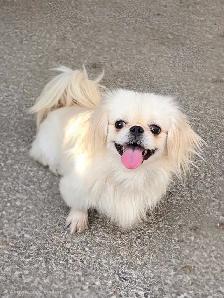 Adorable Pekingese