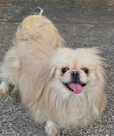 Adorable Pekingese - Photo 2