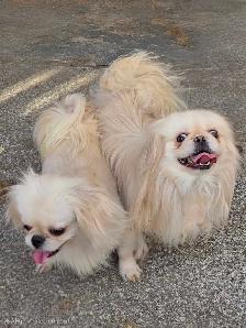 Adorable Pekingese - Photo 3