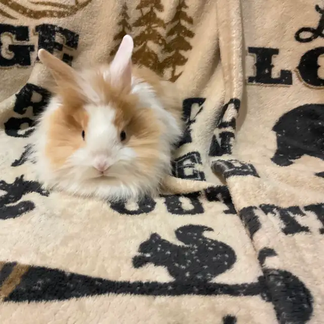 Lion head boy rabbit