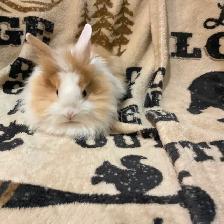 Lion head boy rabbit
