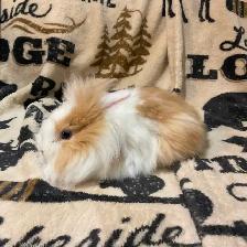Lion head boy rabbit - Photo 2