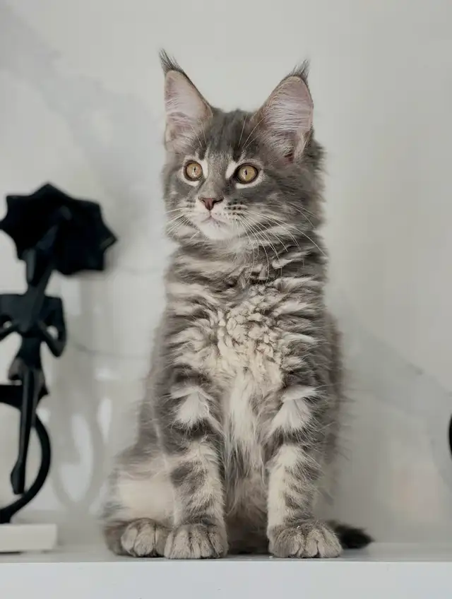Purebred Mainecoon kittens