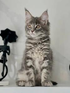 Purebred Mainecoon kittens
