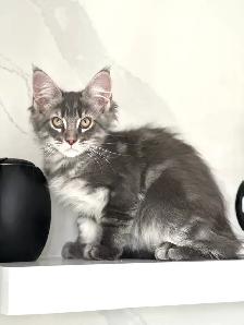 Purebred Mainecoon kittens - Photo 2