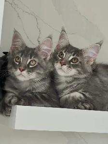 Purebred Mainecoon kittens - Photo 3