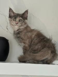 Purebred Mainecoon kittens - Photo 4