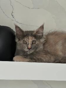 Purebred Mainecoon kittens - Photo 5