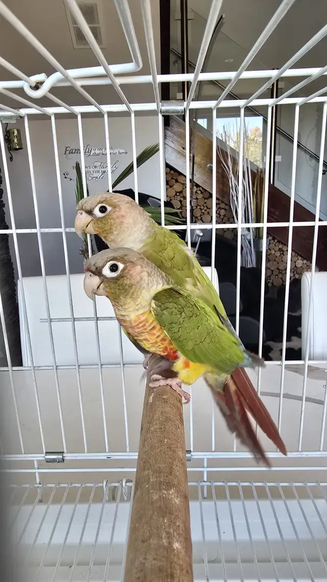 conure breeding pairs