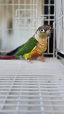 conure breeding pairs - Photo 4