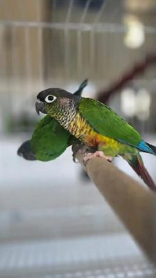 conure breeding pairs - Photo 7