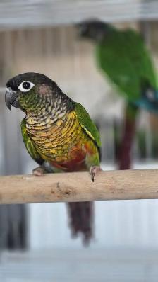 conure breeding pairs - Photo 9