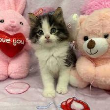 •••⭐️❤️ Siberian Kittens ❤️⭐️•••(647) 362-8118