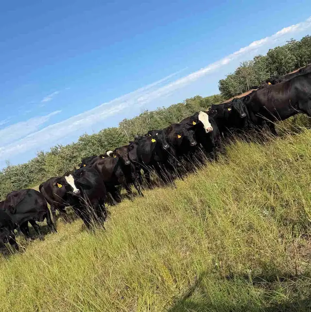 Bred Heifers