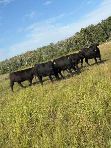 Bred Heifers - Photo 2