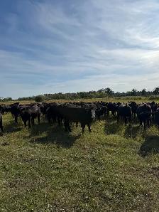 Bred Heifers - Photo 3