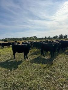 Bred Heifers - Photo 4