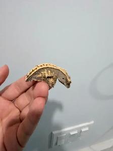 Little Crested Geckos（missing tail）