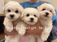 ## Toy size bichon puppies ready to new home now ##