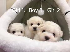 ## Toy size bichon puppies ready to new home now ## - Photo 2