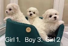 ## Toy size bichon puppies ready to new home now ## - Photo 3