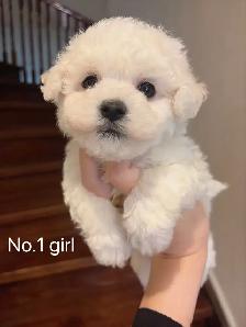 ## Toy size bichon puppies ready to new home now ## - Photo 4
