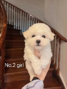 ## Toy size bichon puppies ready to new home now ## - Photo 5