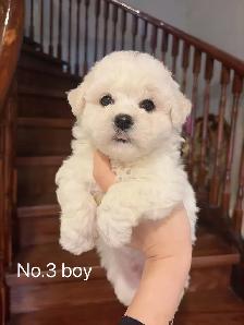 ## Toy size bichon puppies ready to new home now ## - Photo 6