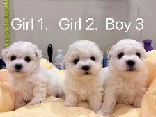 ## Toy size bichon puppies ready to new home now ## - Photo 7