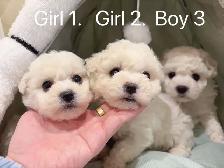 ## Toy size bichon puppies ready to new home now ## - Photo 8