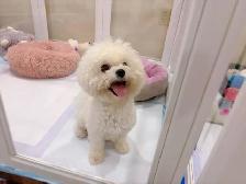 ## Toy size bichon puppies ready to new home now ## - Photo 9