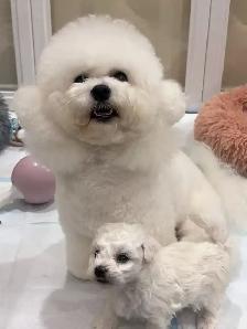## Toy size bichon puppies ready to new home now ## - Photo 10